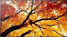 269521/sharp-multisync-m862-86-ips-550cdm%c2%b2-3840-%c3%97-2160pixels.png