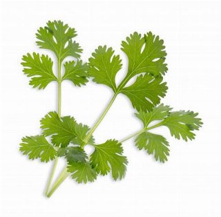 Veritable Lingot Cilantro