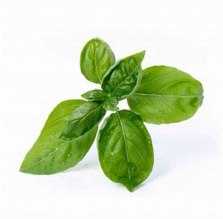 Veritable Lingot Organic Sweet Basil