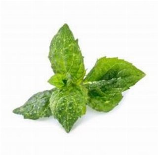 Veritable Lingot Spearmint