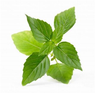 Veritable Lingot Organic Thai Basil