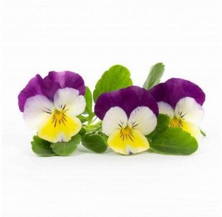 Veritable Lingot Organic Pansy